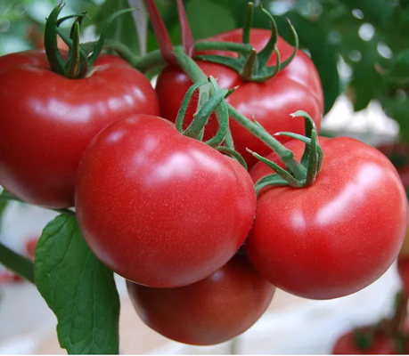 Automatic Tomato Puree Processing Line For Paste Making